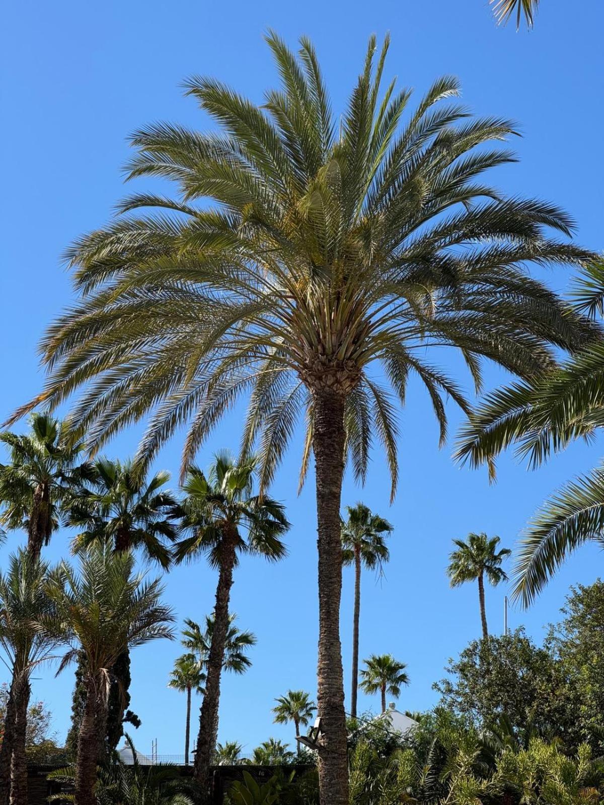 Piso Paraíso vicino al mare Maspalomas  Exterior foto