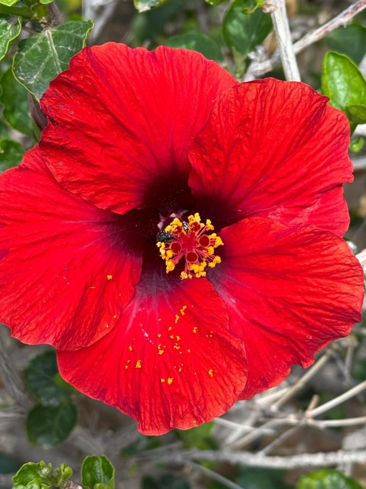 Piso Paraíso vicino al mare Maspalomas  Exterior foto